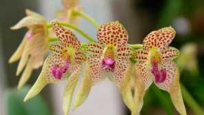 Орхидея булбофилум